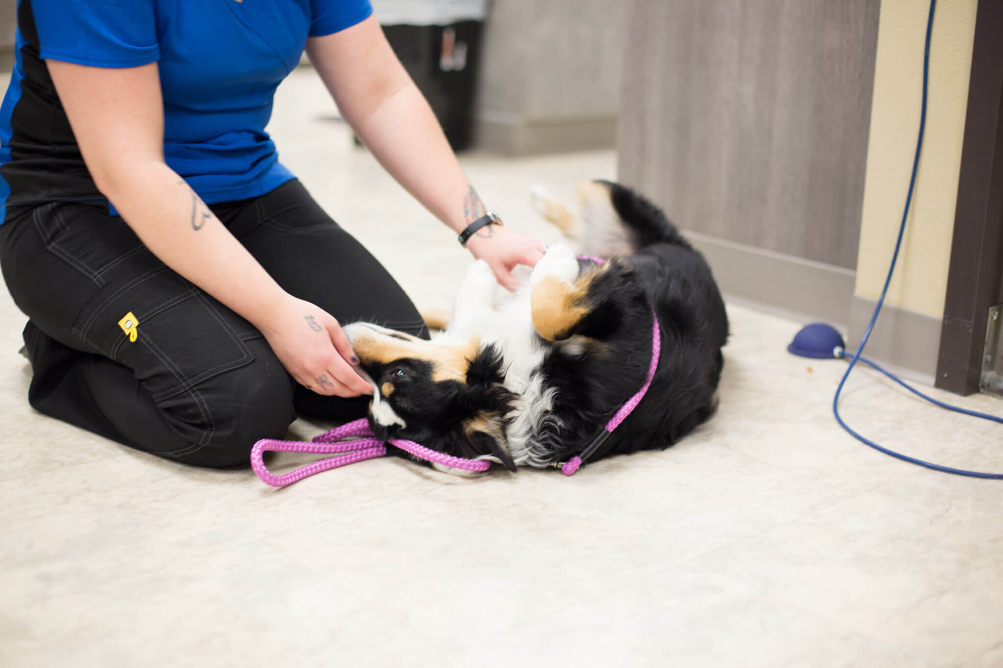 Stay Informed with All Pets Animal Hospital Emergency Care