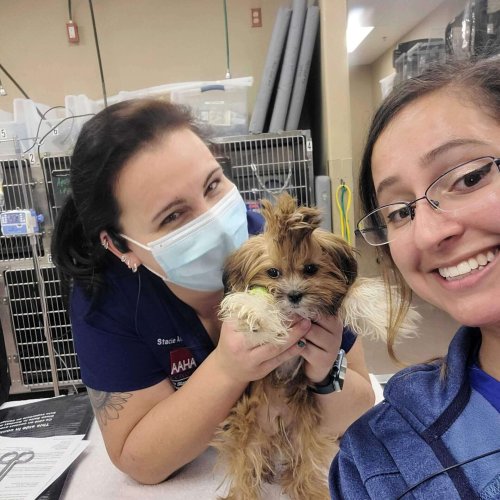Canine Care - All Pets Animal Hospital & 24-Hour Emergency Care