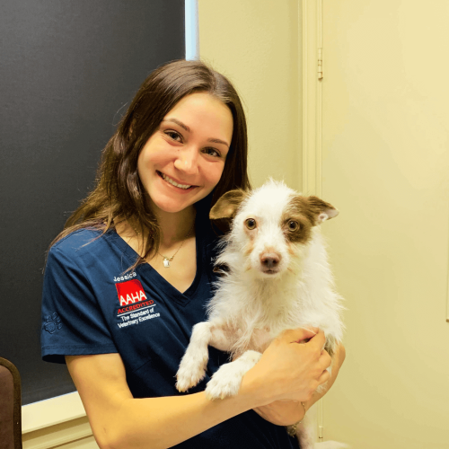Veterinarian Careers - All Pets Animal Hospital & 24-Hour Emergency Care